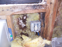 Destructive investigation uncovers rot and mold growth from moisture intrusion due to building envelope defects.